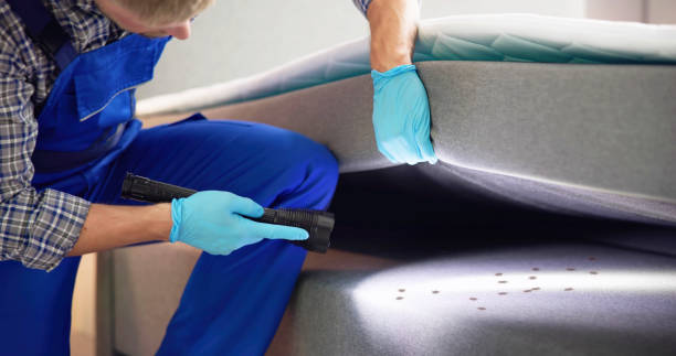 Best Pest Control for Homes  in Rifle, CO