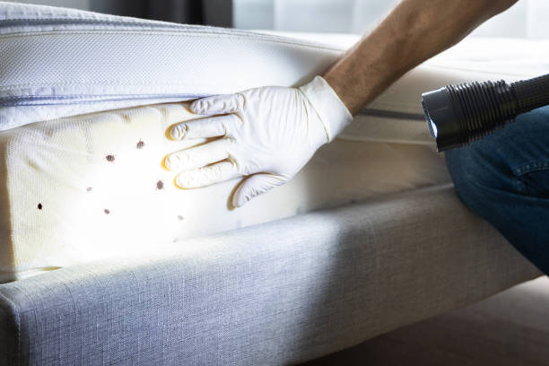 Flea Control Services in Rifle, CO